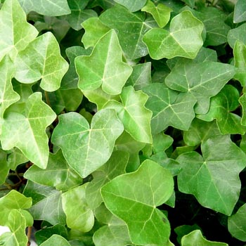 アンギュラリス・オーレア