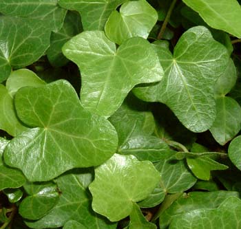 ディレクター・バドック