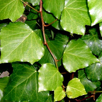 ボウルズ・オックスハート