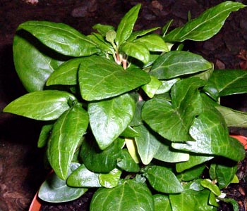 ドワーフ・ナイト