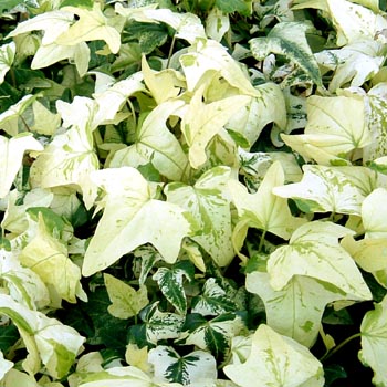 ハビット・メイン・ヘルツ