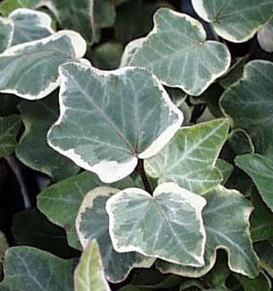 マギナータ・メジャー