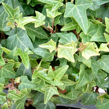 メリオン・ビューティー