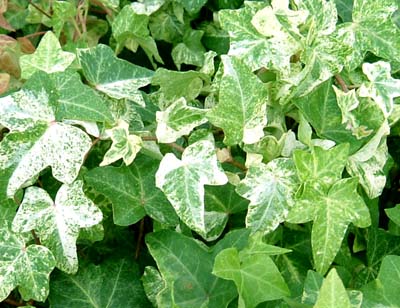 ピッツバーグ・ヴァリエガータ