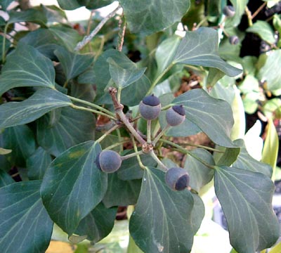 パープル・ベリー