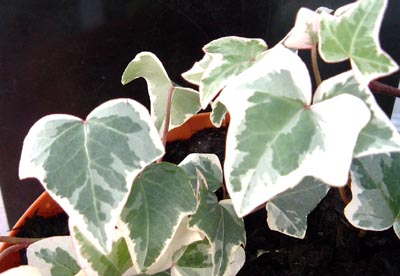 シルバー・ムーンーM