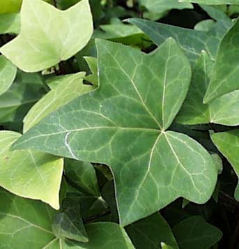 スパニッシュ・カナリー