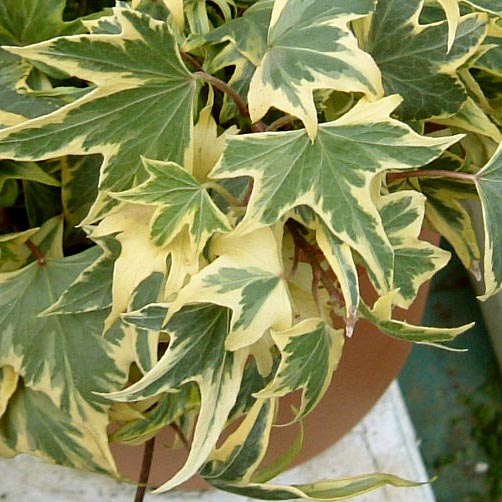 イエロー・リップル