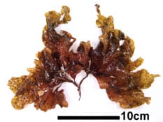 アカバギンナンソウ