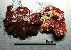 エツキイワノカワ