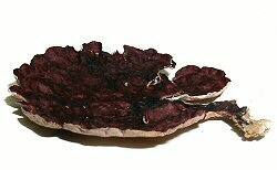 エツキイワノカワ