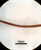 フノリノウシゲ