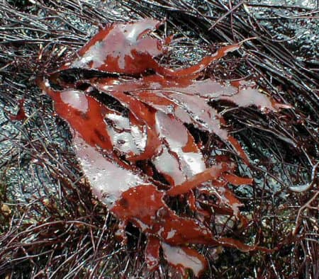 ヒロハノトサカモドキ