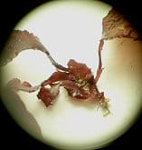 ヒロハノトサカモドキ