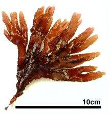 ヒロハノトサカモドキ