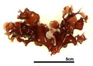 ヒロハノカクレイト