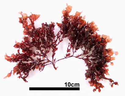 ヒロハノカクレイト