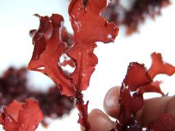 ヒロハノカクレイト