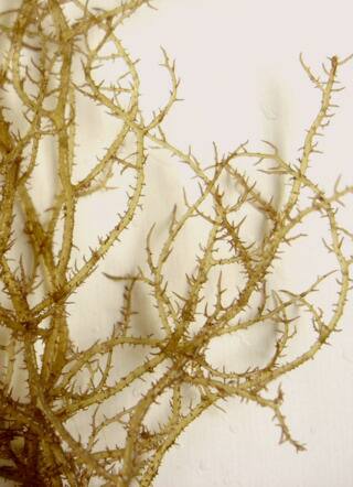 ホシガタイバラ