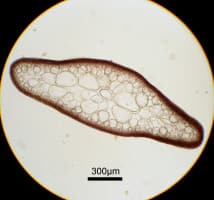 ホソバナミノハナ