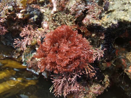 ホソバナミノハナ