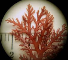 ホソバナミノハナ