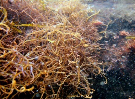 カギイバラノリ