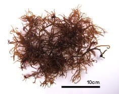 カギイバラノリ