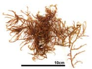 カギイバラノリ