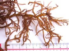 カギイバラノリ