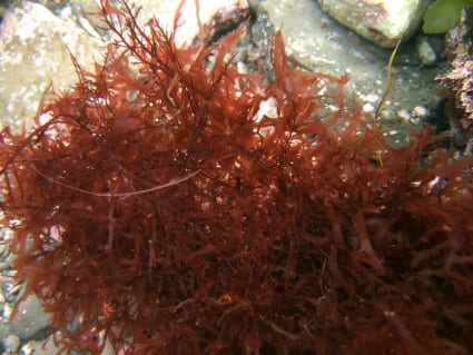 カギウスバノリ