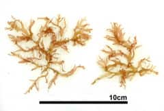 カギウスバノリ