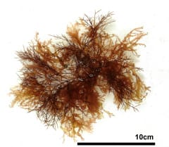 カギウスバノリ