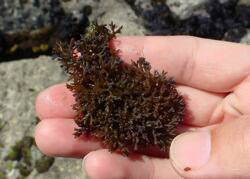 カモガシラノリ