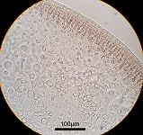 コトジツノマタ