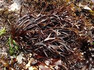 コトジツノマタ