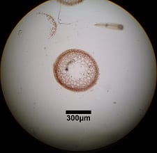 ニセイバラノリ