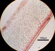 オオバキントキ