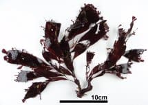 オオバキントキ