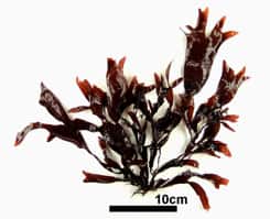 オオバツノマタ