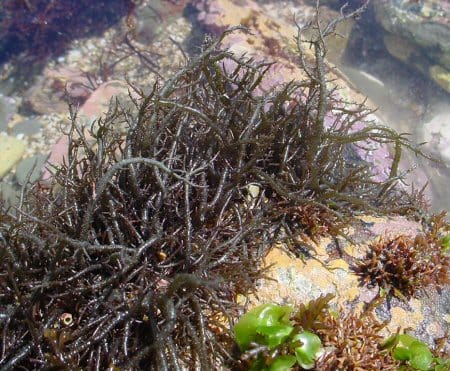 スジイバラノリ