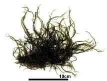 スジイバラノリ