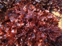 スジウスバノリ