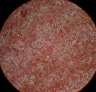 スジウスバノリ