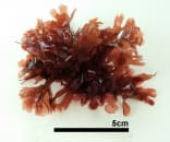 スジウスバノリ