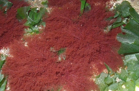 ショウジョウケノリ