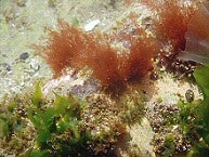 ショウジョウケノリ