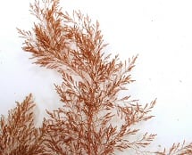 ショウジョウケノリ