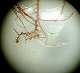 ショウジョウケノリ