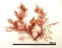 ショウジョウケノリ